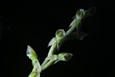 Goodyera umbrosa, photographed by Hugo Innes