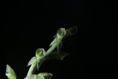 Goodyera umbrosa, photographed by Hugo Innes