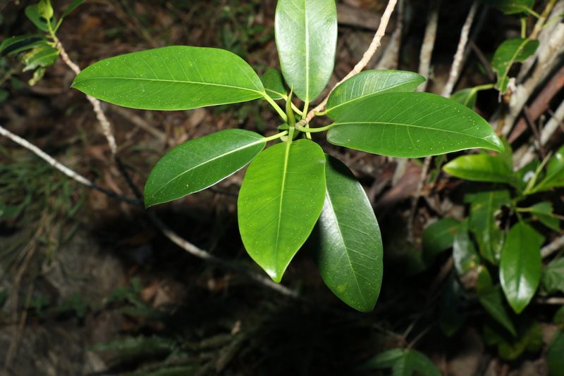 Ficus rubiginosa, photographed by Greg Tasney