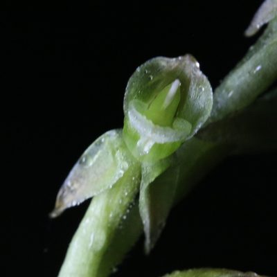 Goodyera umbrosa, photographed by Hugo Innes