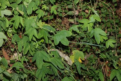 Passiflora subpeltata, photographed by Greg Tasney
