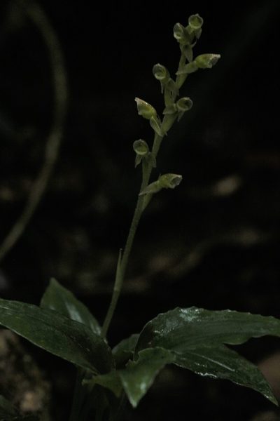 Goodyera umbrosa, photographed by Hugo Innes