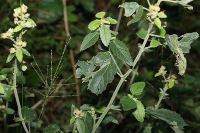 Sida cordifolia, photographed by Greg Tasney