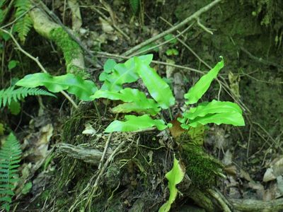 Asplenium scolopendrium, photographed by Юрий Данилевский (Yuriy Danilevsky)