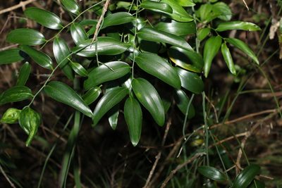 Geitonoplesium cymosum, photographed by Greg Tasney