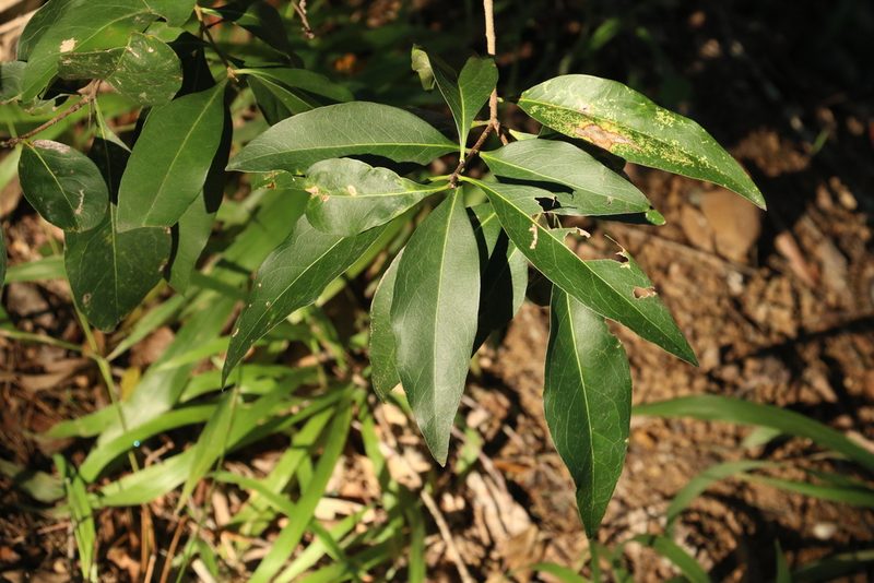 Notelaea punctata, photographed by Greg Tasney