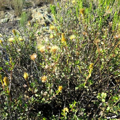 Pegolettia baccharidifolia, photographed by Di Turner