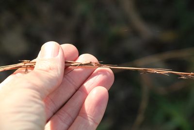 Cymbopogon refractus, photographed by Greg Tasney