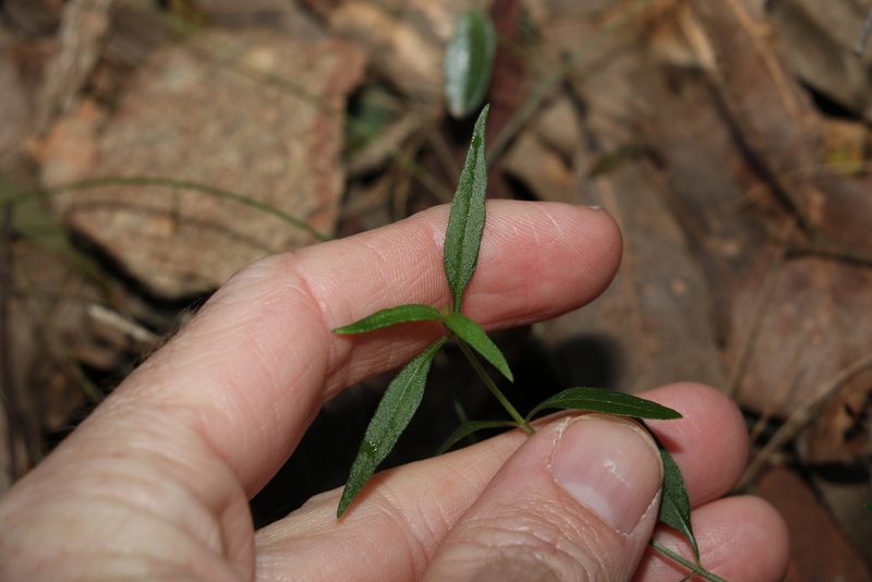Opercularia diphylla, photographed by Greg Tasney
