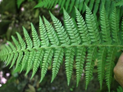 Polystichum aculeatum, photographed by Юрий Данилевский (Yuriy Danilevsky)