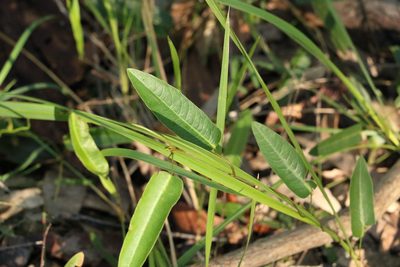 Hardenbergia violacea, photographed by Greg Tasney