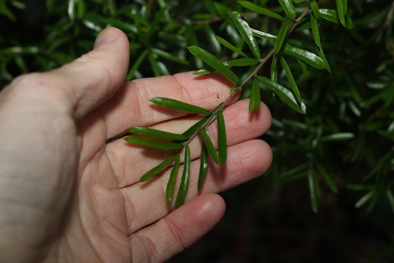 Pittosporum viscidum, photographed by Greg Tasney
