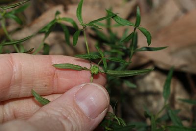 Opercularia diphylla, photographed by Greg Tasney