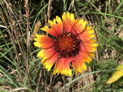 Gaillardia pulchella, photographed by Ryan Kurtz