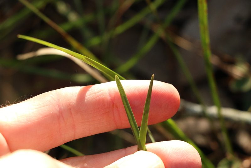 Lomandra laxa, photographed by Greg Tasney