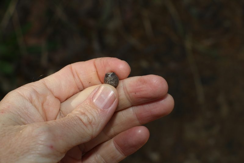 Corymbia citriodora, photographed by Greg Tasney