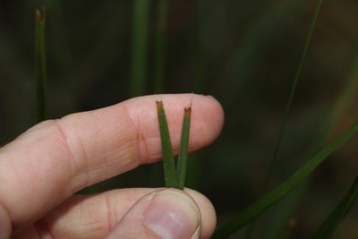 Lomandra confertifolia, photographed by Greg Tasney