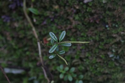 Peperomia enervis, photographed by Hugo Innes