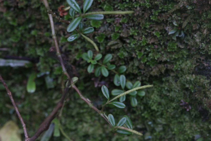 Peperomia enervis, photographed by Hugo Innes