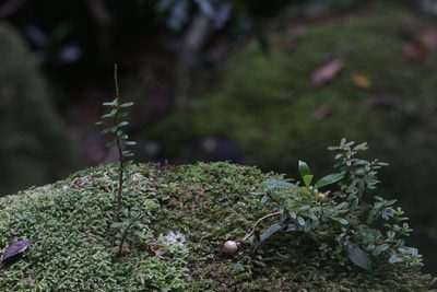 Peperomia enervis, photographed by Hugo Innes