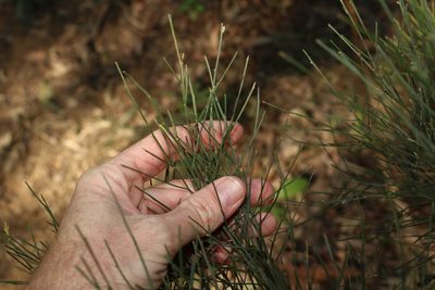 Jacksonia scoparia, photographed by Greg Tasney