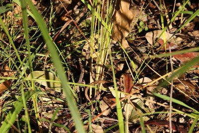 Imperata cylindrica, photographed by Greg Tasney