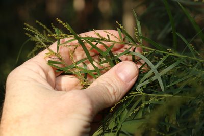 Acacia fimbriata, photographed by Greg Tasney