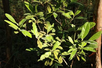 Psychotria loniceroides, photographed by Greg Tasney