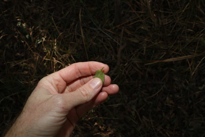 Parsonsia lanceolata, photographed by Greg Tasney