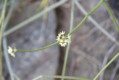 Cynanchum viminale