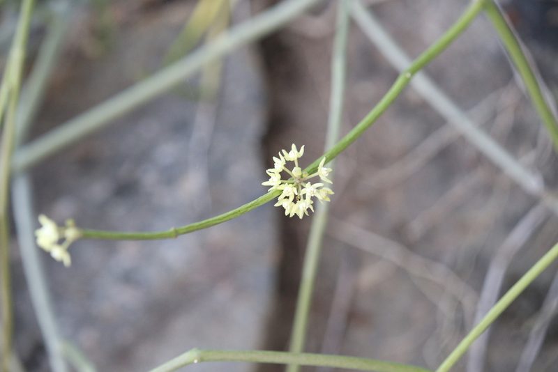 Cynanchum viminale, photographed by Hugo Innes