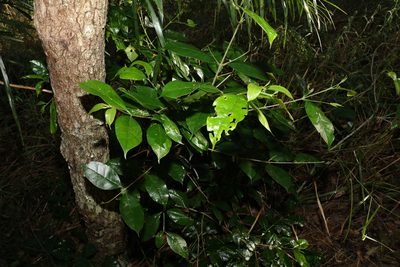 Olea paniculata, photographed by Greg Tasney