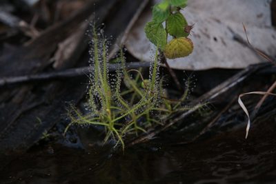 Drosera serpens, photographed by Hugo Innes