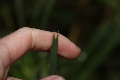 Lomandra longifolia, photographed by Greg Tasney