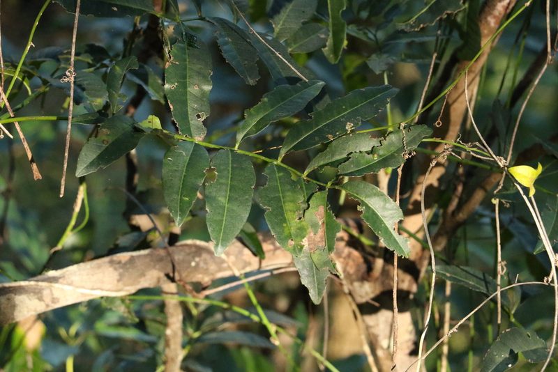 Flindersia australis, photographed by Greg Tasney