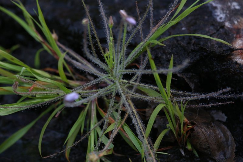 Byblis liniflora, photographed by Hugo Innes