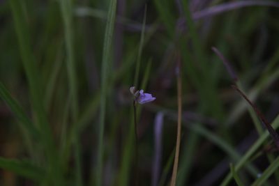 Utricularia caerulea, photographed by Hugo Innes