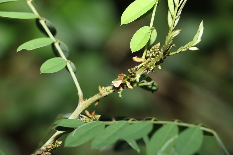 Indigofera suffruticosa, photographed by Greg Tasney