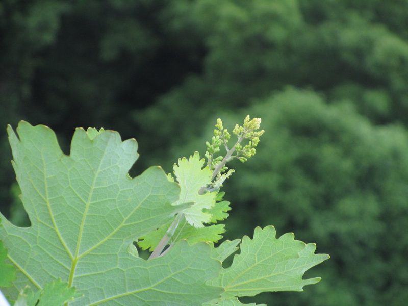 Macleaya cordata, photographed by Luka S. (someplant)
