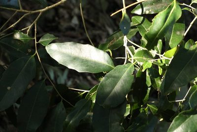 Drypetes deplanchei, photographed by Greg Tasney