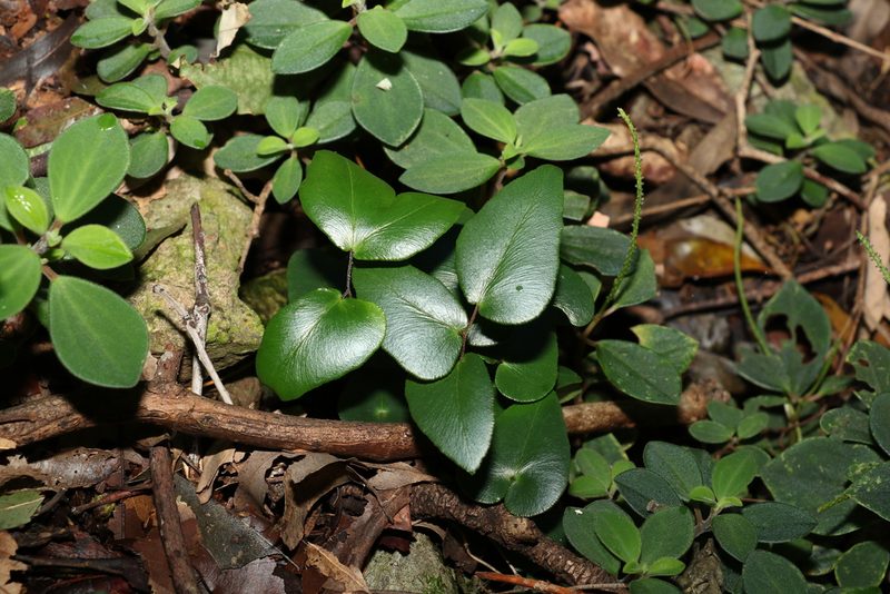Pellaea paradoxa, photographed by Greg Tasney