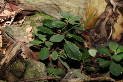 Peperomia leptostachya, photographed by Greg Tasney