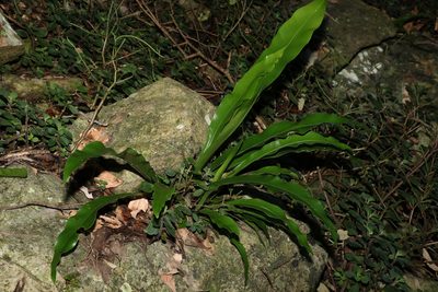 Asplenium australasicum, photographed by Greg Tasney