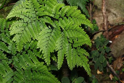 Adiantum formosum, photographed by Greg Tasney