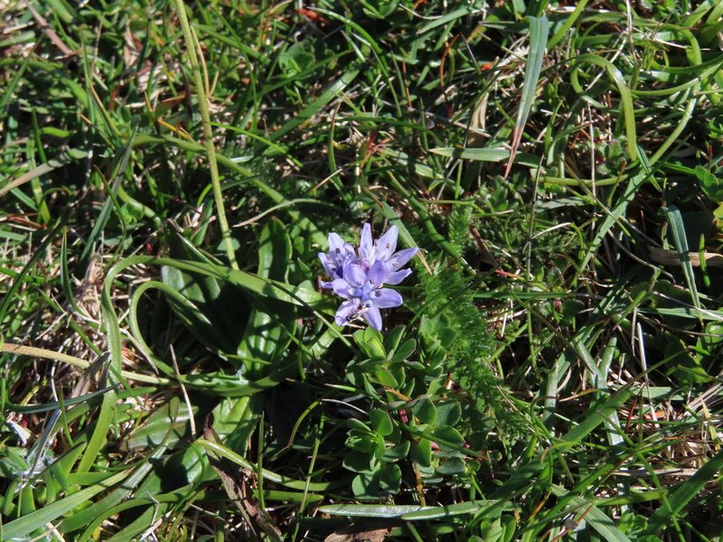 Scilla verna, photographed by Anne Thomson