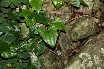 Dioscorea transversa, photographed by Greg Tasney