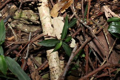 Aneilema acuminatum, photographed by Greg Tasney