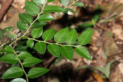Capparis arborea, photographed by Greg Tasney