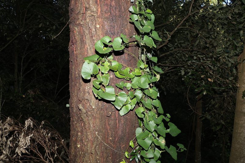 Aristolochia littoralis, photographed by Greg Tasney