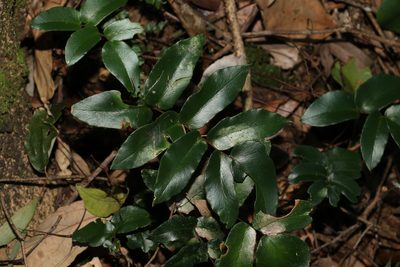 Pellaea paradoxa, photographed by Greg Tasney